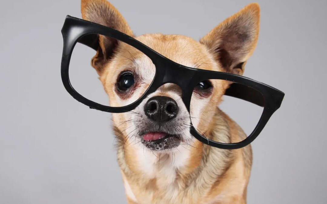 “Discover the Top-Rated Gadgets Your Pet Will Love Today!”